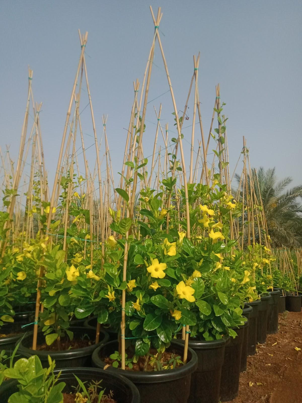 Al Rahmaniya1 Nursery - Sharjah facility photo