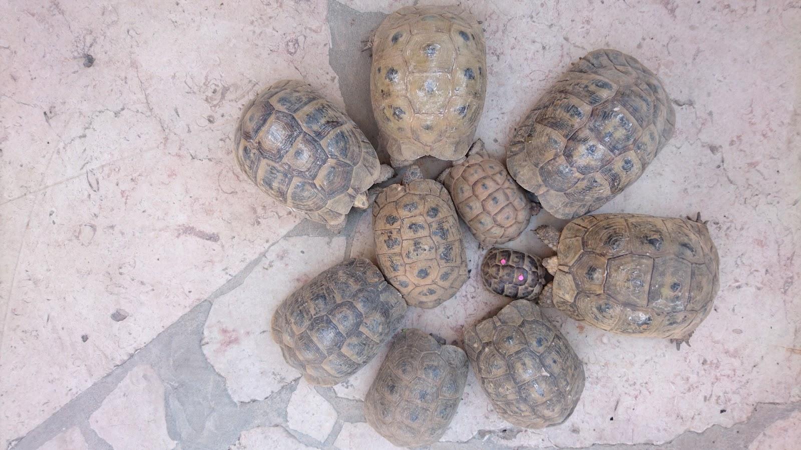 روضة وحضانة كيدستوريا