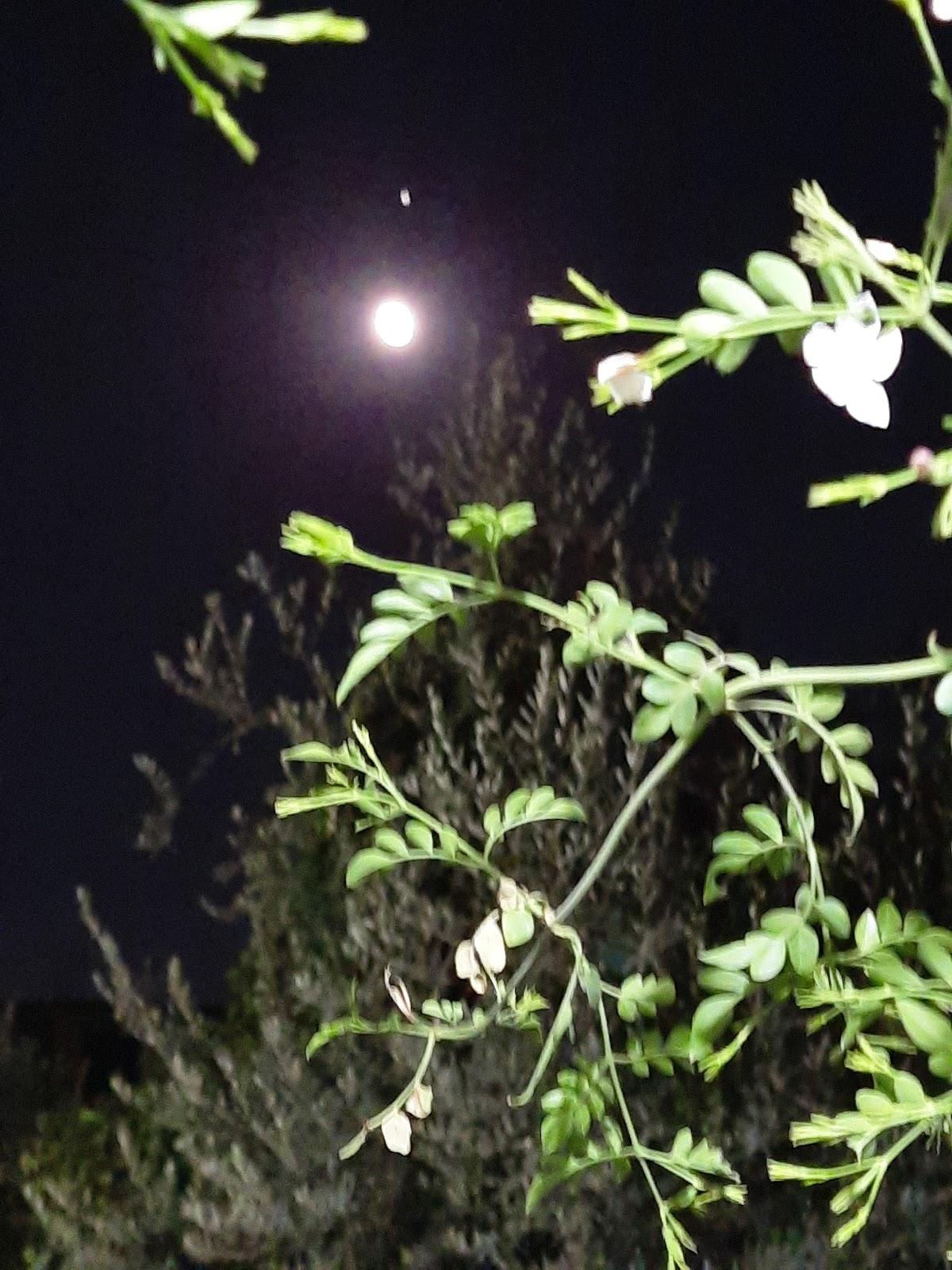 Al Maadi Model School & Kindergarten